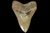 Serrated, Fossil Megalodon Tooth - Beautiful Tooth #89796-2